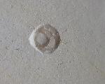 Loboidothyris sp. BUCKMAN 1917 - Bild &copy; FossNet FossilienStore